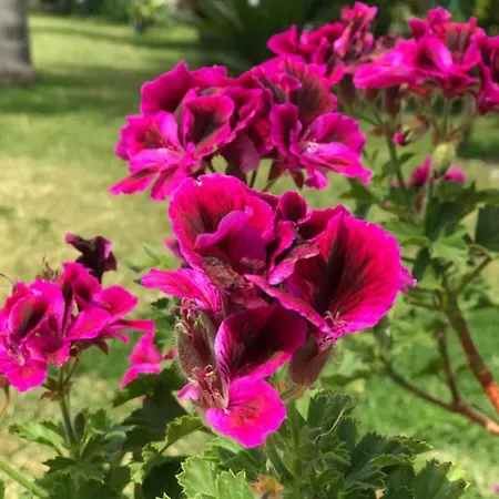 Bed & Breakfast Elena Furci Siculo