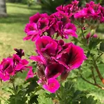 Bed & Breakfast Elena Furci Siculo